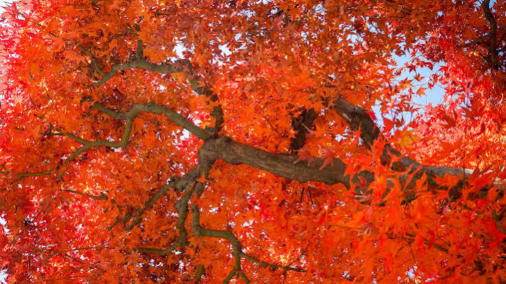 13 Similes That Perfectly Describe the Autumn Blaze Maple’s Fall Colors (And Why Landscapers Swear by It) 13 Similes That Perfectly Describe the Autumn Blaze Maple’s Fall Colors (And Why Landscapers Swear by It)