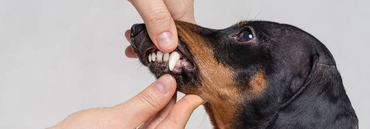 Dachshund Teeth Problems: Keeping Your Dog’s Teeth Healthy Dachshund Teeth Problems: Keeping Your Dog’s Teeth Healthy